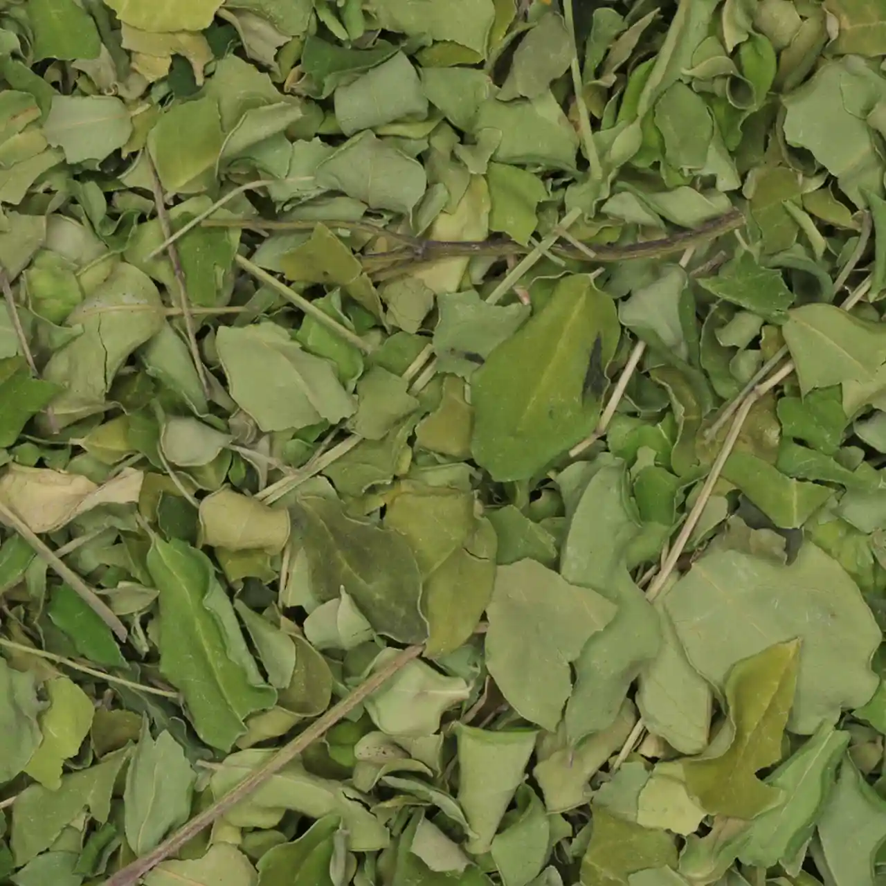 Moringa - biologische kruiden