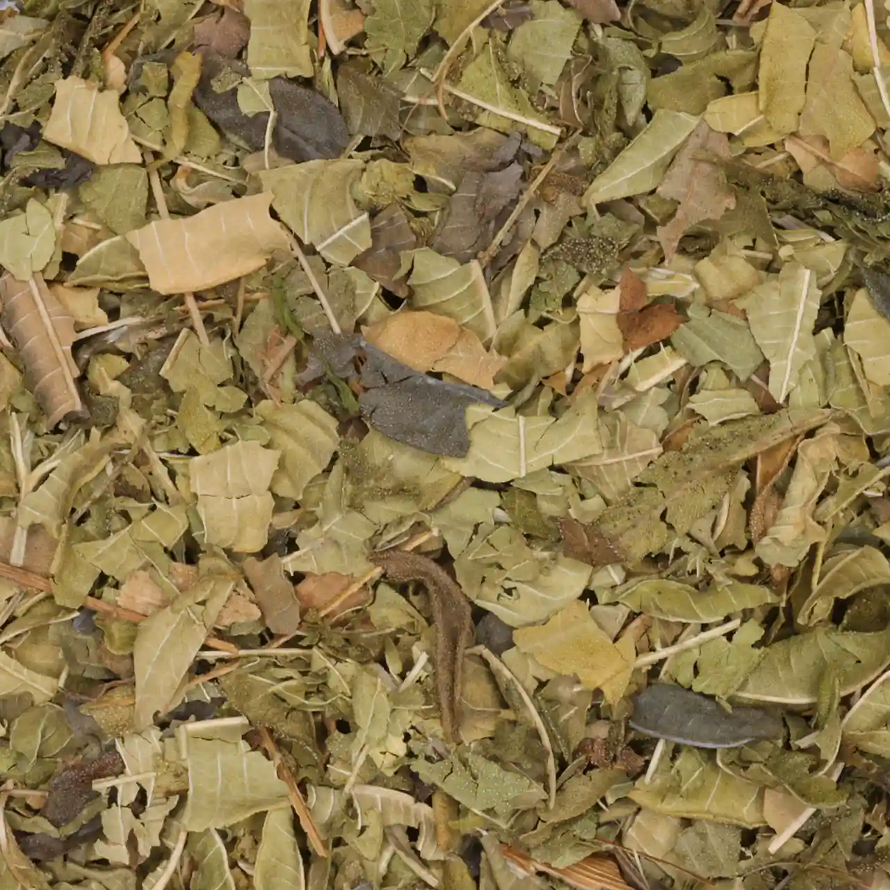 Citroenverbena -Verveine -biologische kruiden