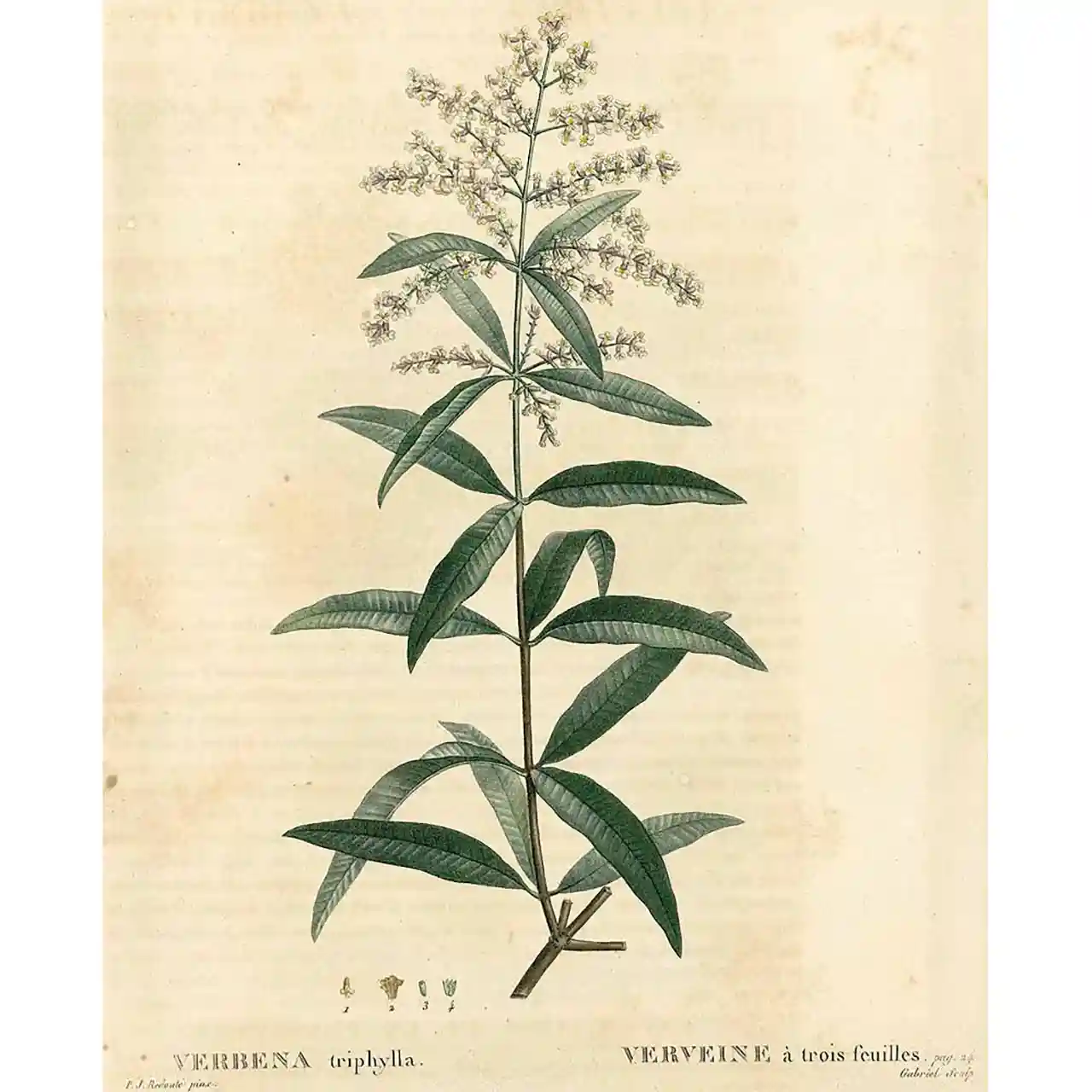 Citroenverbena - Verveine - Aloysia citriodora - Botanische tekening