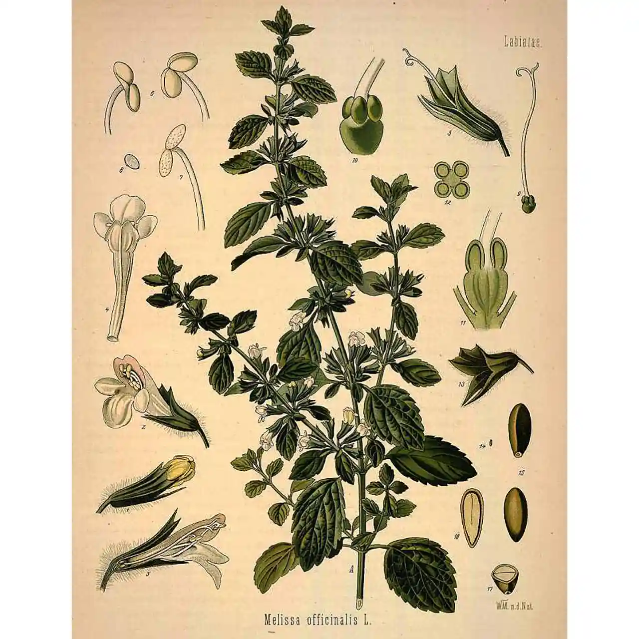 Citroenmelisse -Melissa officinalis -botanische illustratie