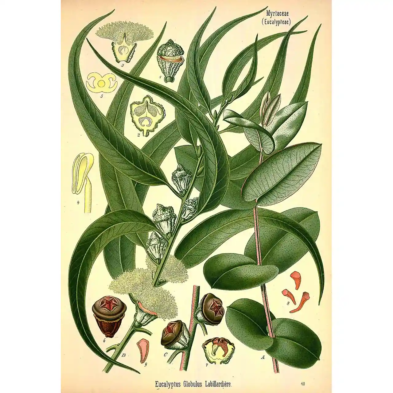 Eucalyptus globulus - Botanische tekening