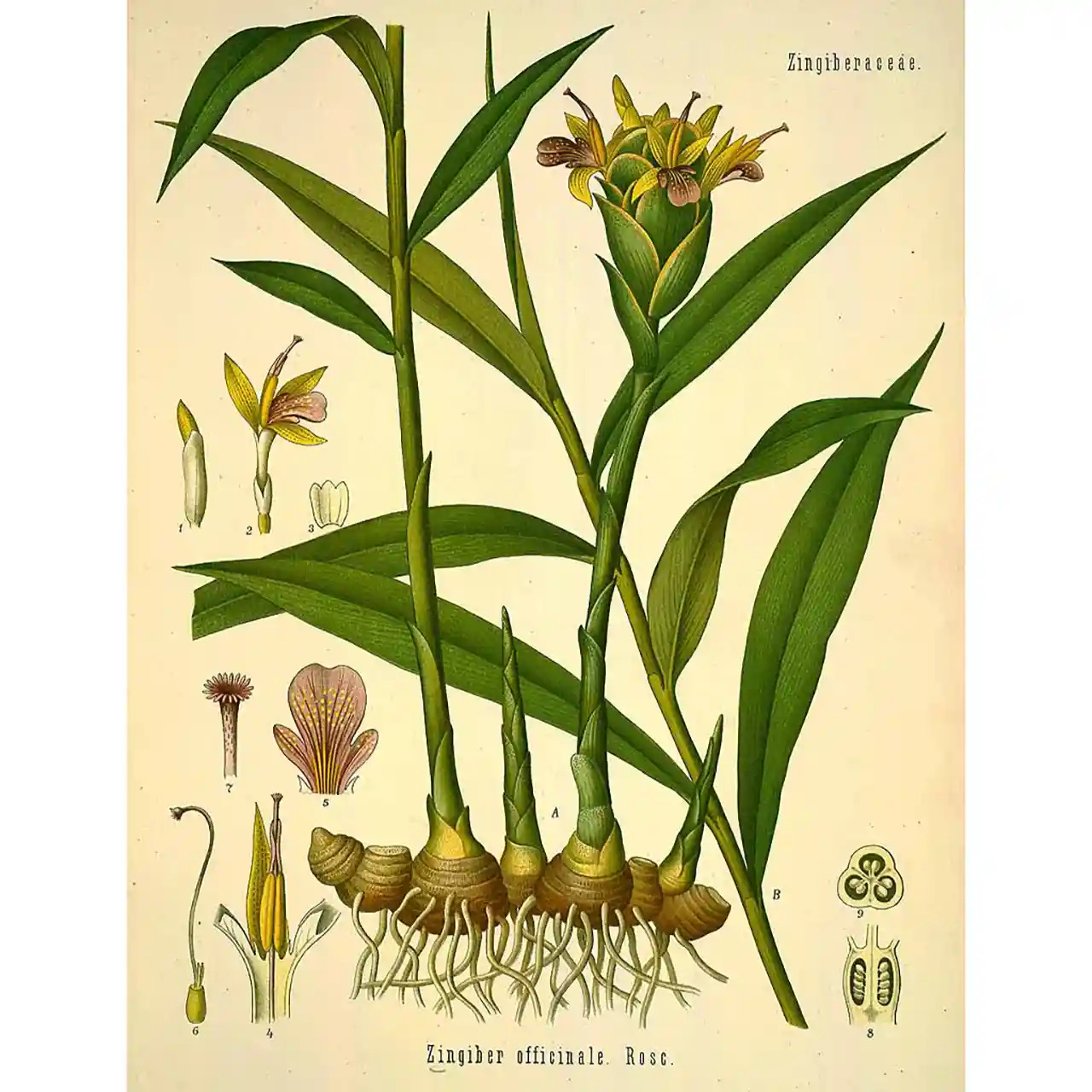 Gember - Zingiber officinale - botanische illustratie