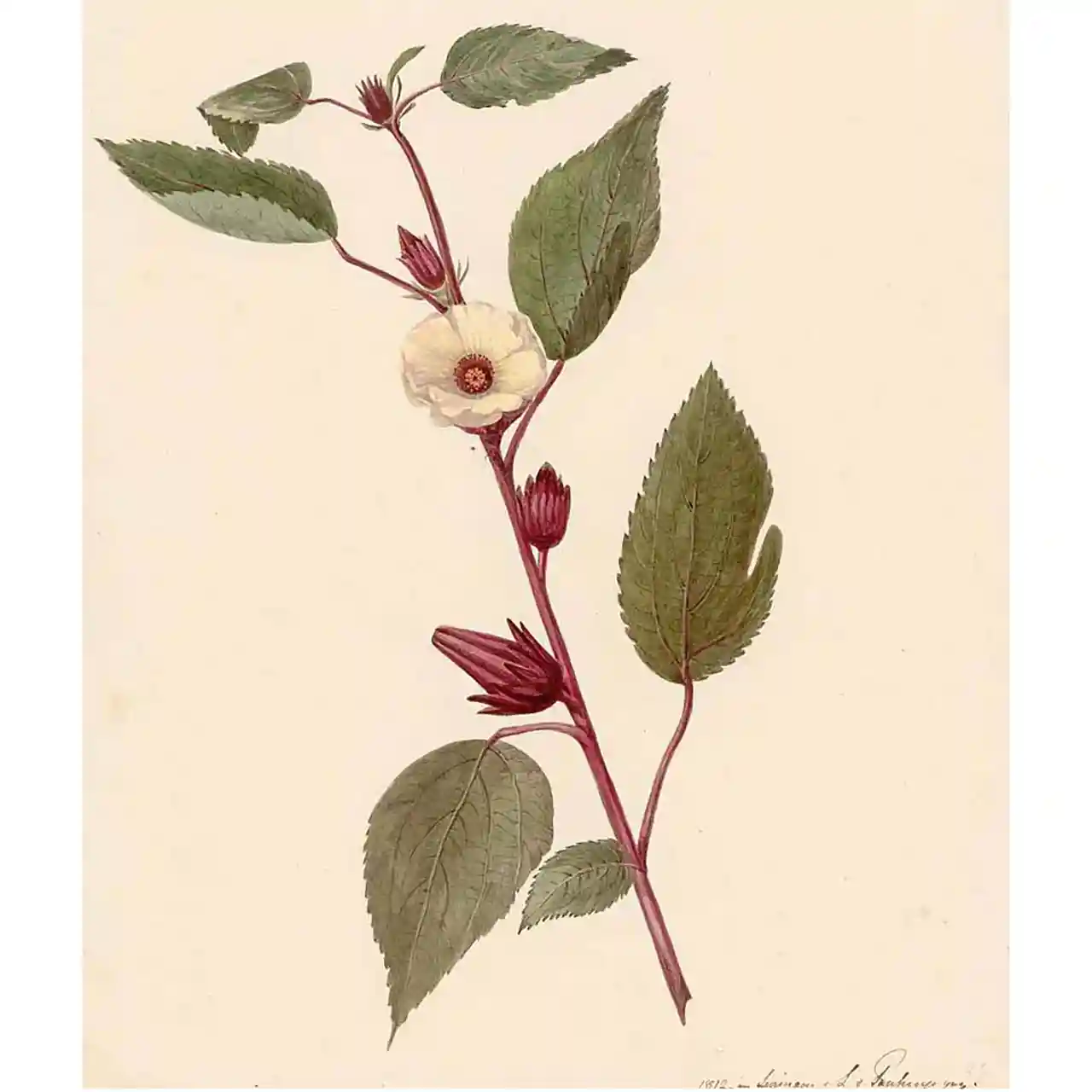 Hibiscus sabdariffa - botanische illustratie