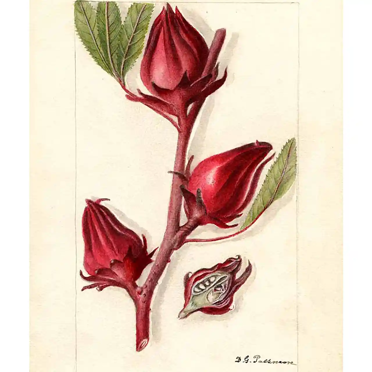 Hibiscus sabdariffa - botanische illustratie