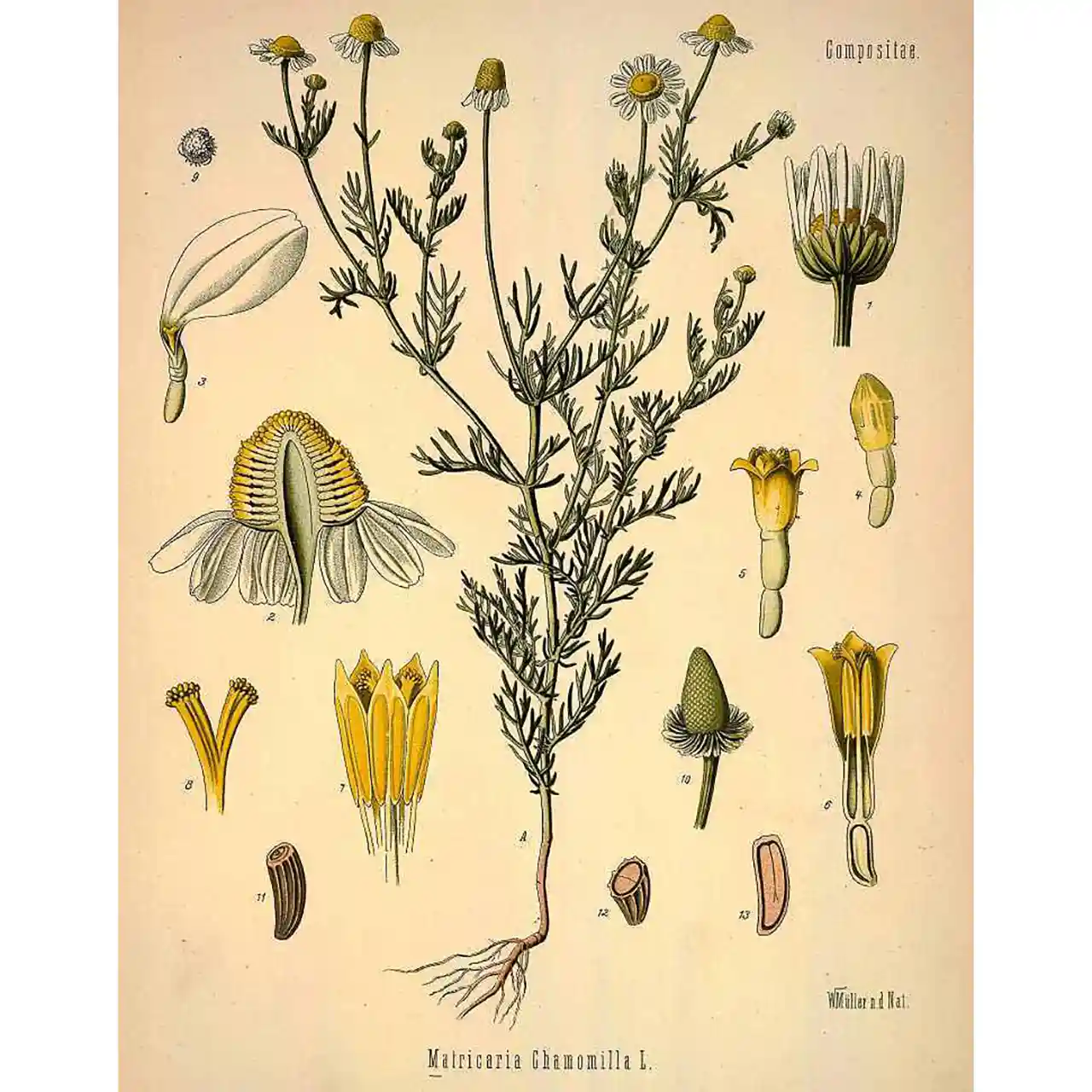 Kamille - Matricaria chamomilla - botanische illustratie