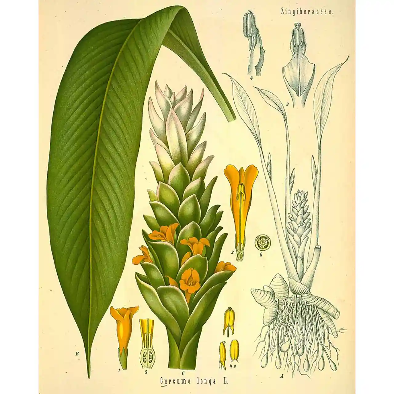 Kurkuma - biologische specerijen - Afbeelding 2
