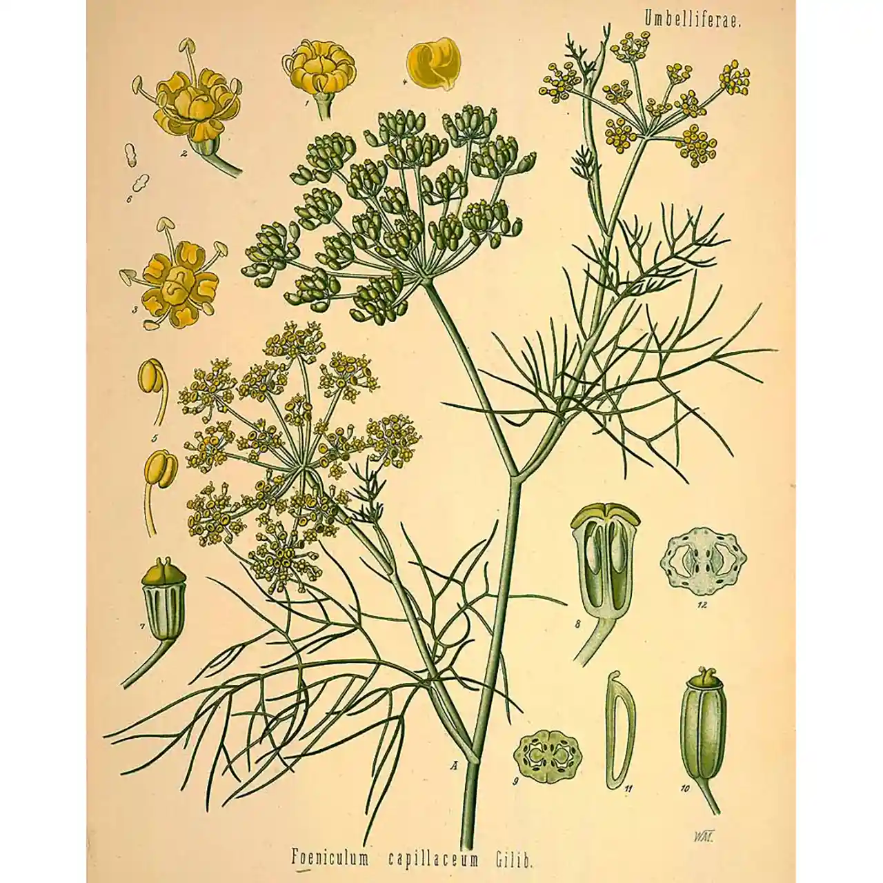 Venkel - Foeniculum vulgare - botanische illustratie