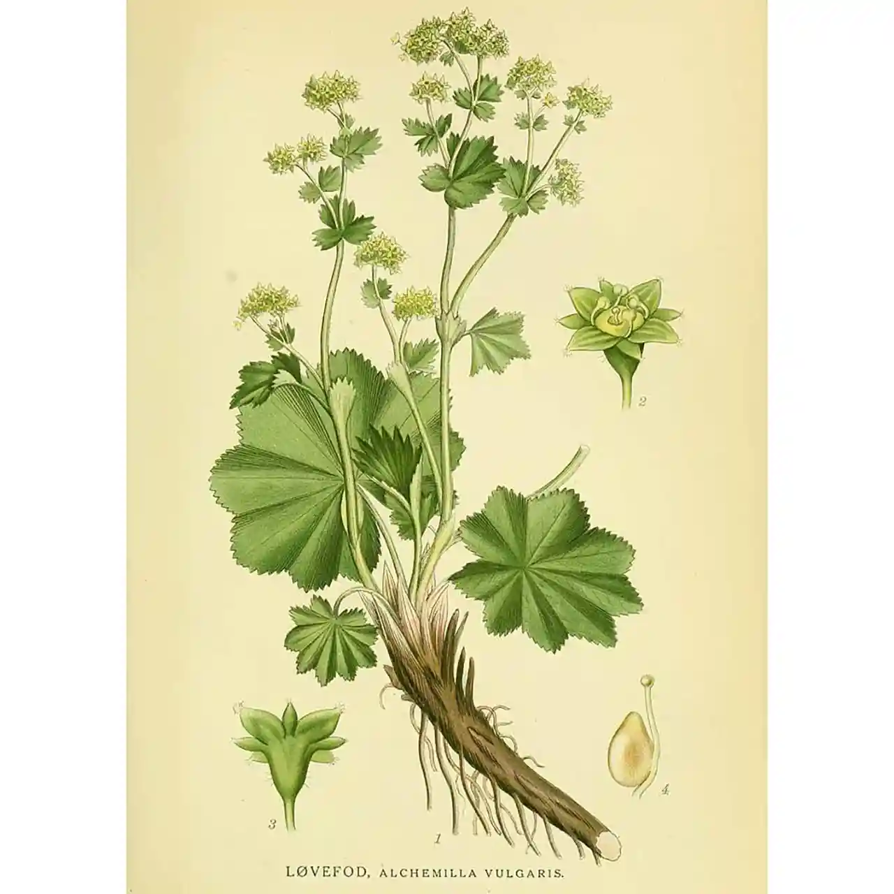 Vrouwenmantel - biologische kruiden - Afbeelding 2