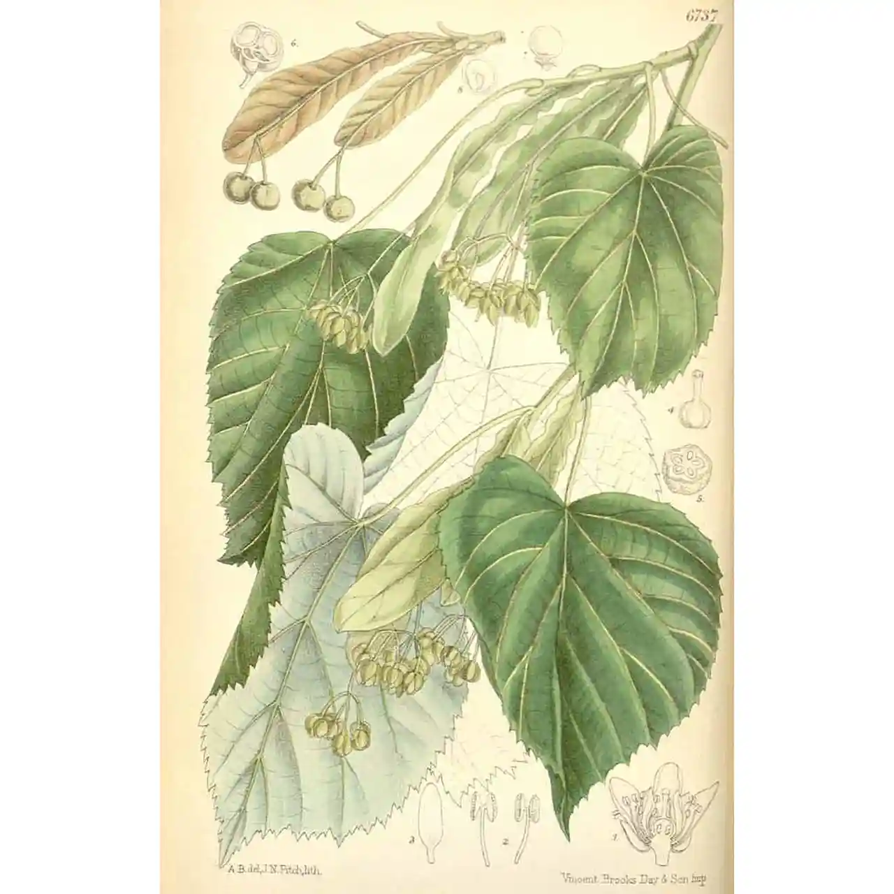 Zilverlinde - Tilia tomentosa - botanische illustratie