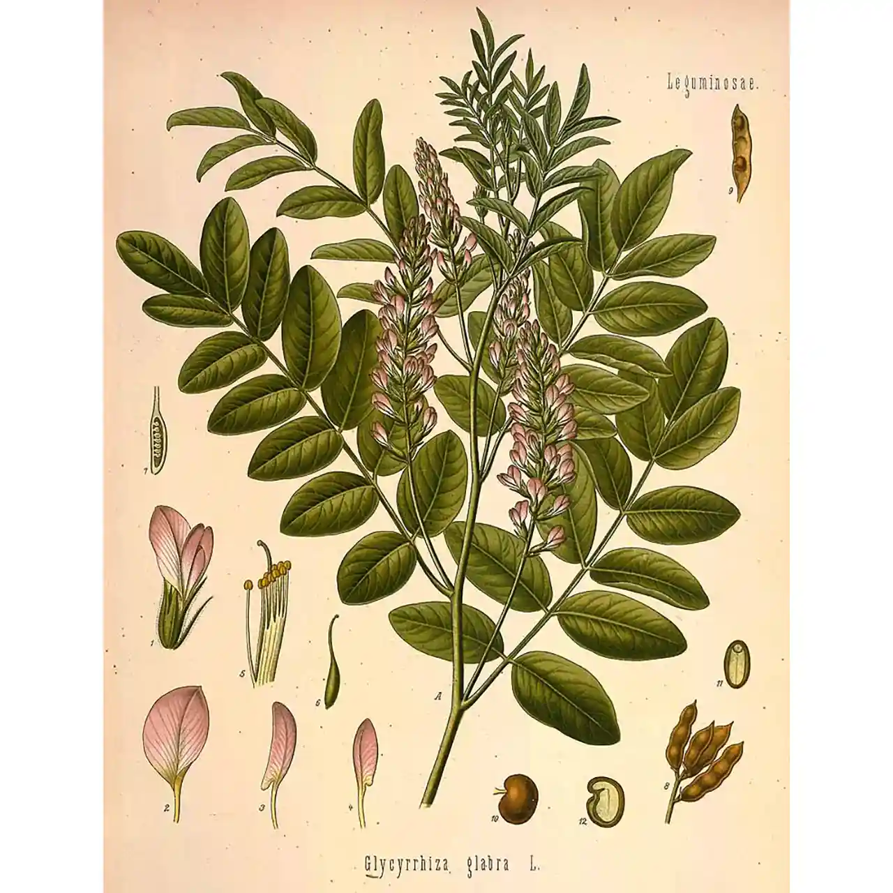 Zoethout - Glycyrrhiza glabra - botanische illustratie
