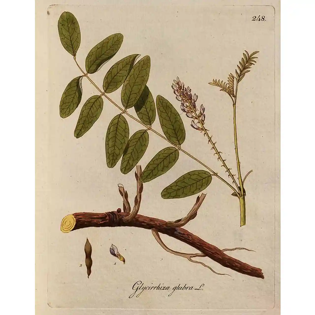 Zoethout - Glycyrrhiza glabra - botanische illustratie