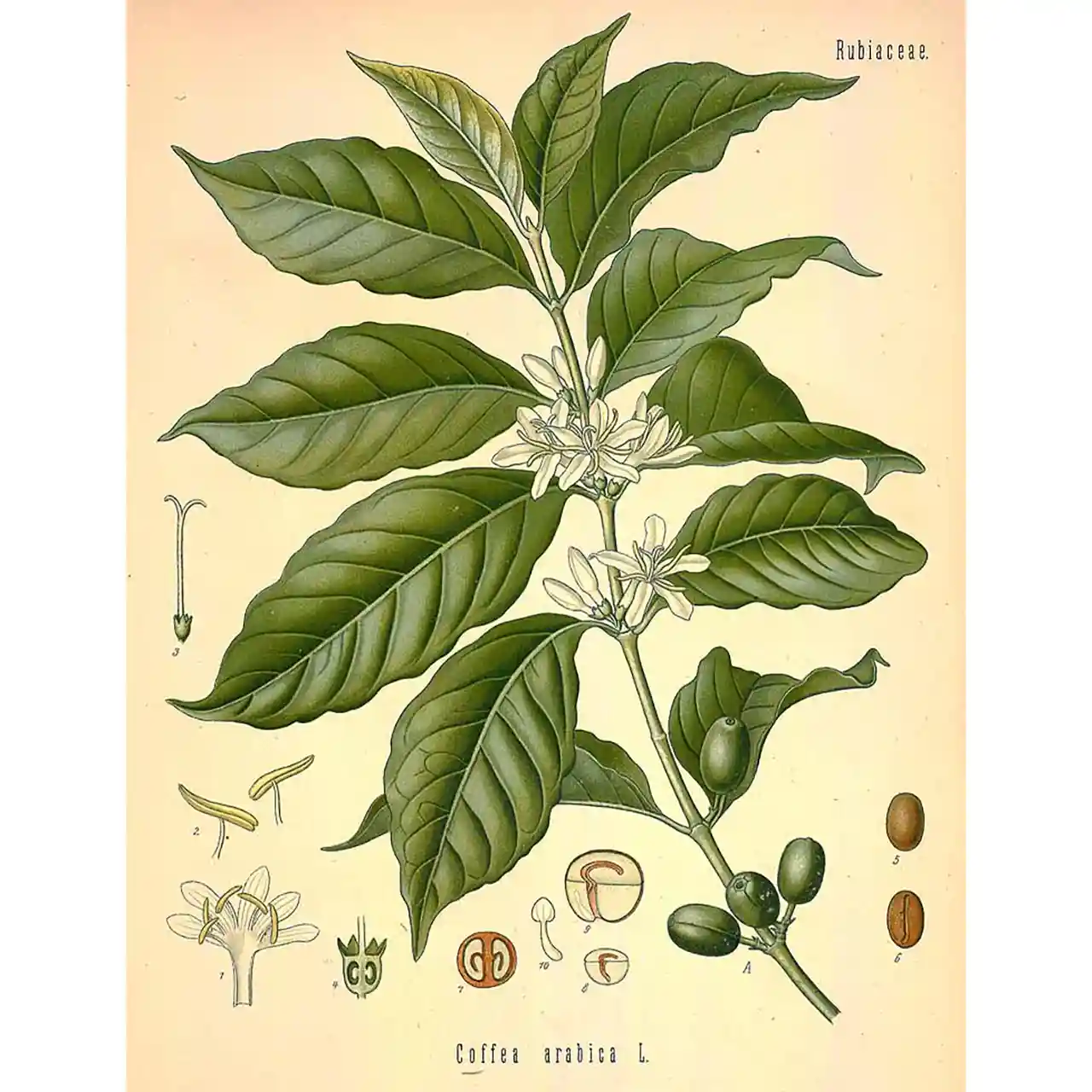 Cascara - biologische vruchten - Afbeelding 2