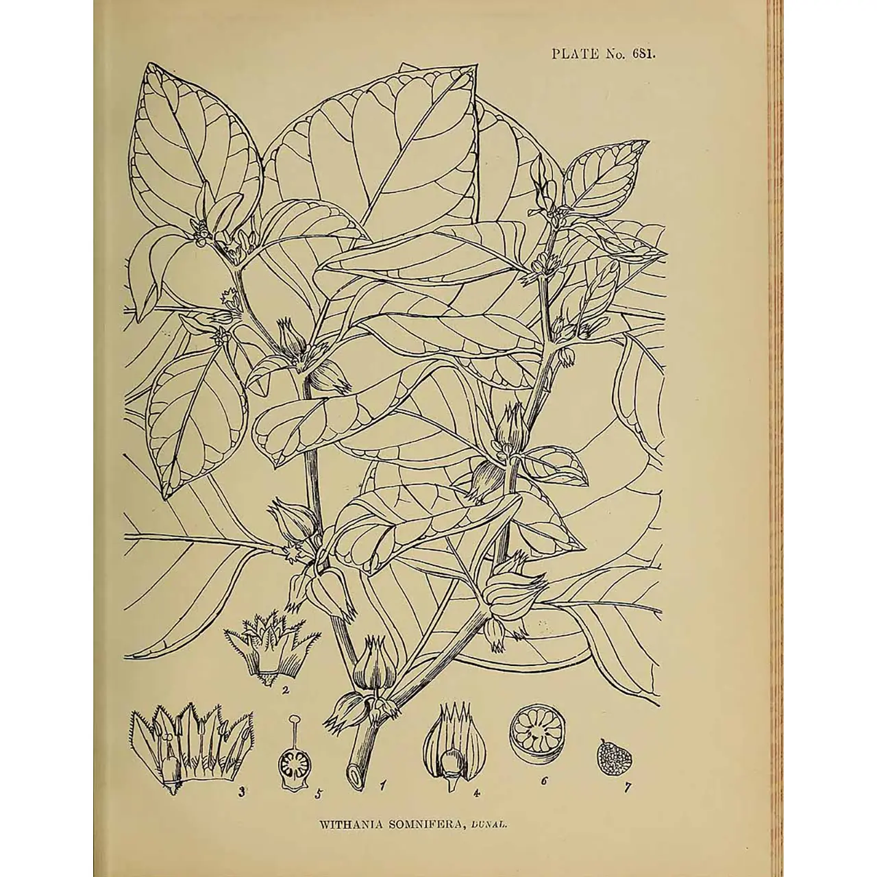 Ashwagandha - Withania somnifera - Botanische tekeningen