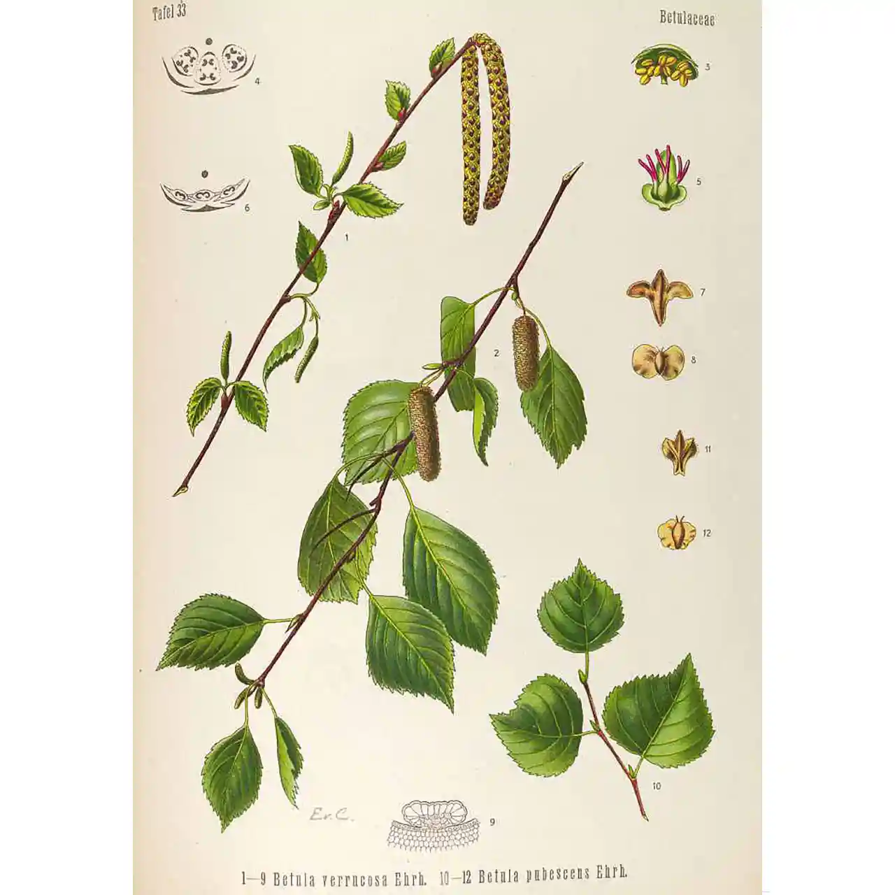 Berkenblad - biologische kruiden - Afbeelding 2