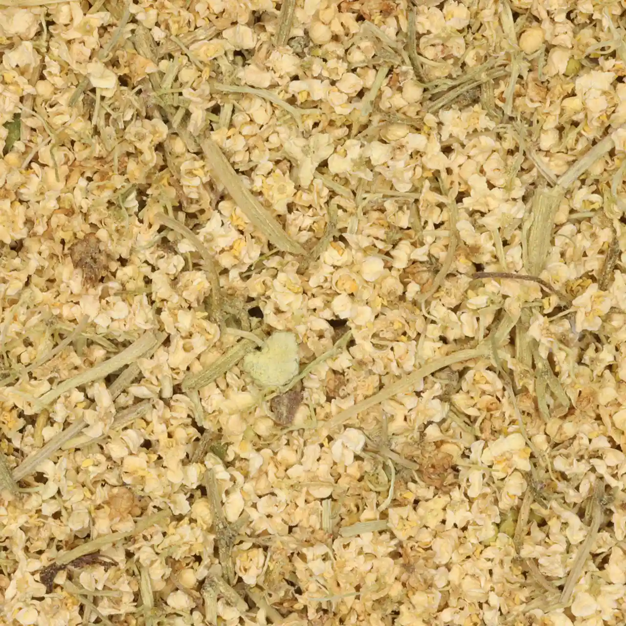 Vlierbloesem - biologische kruiden