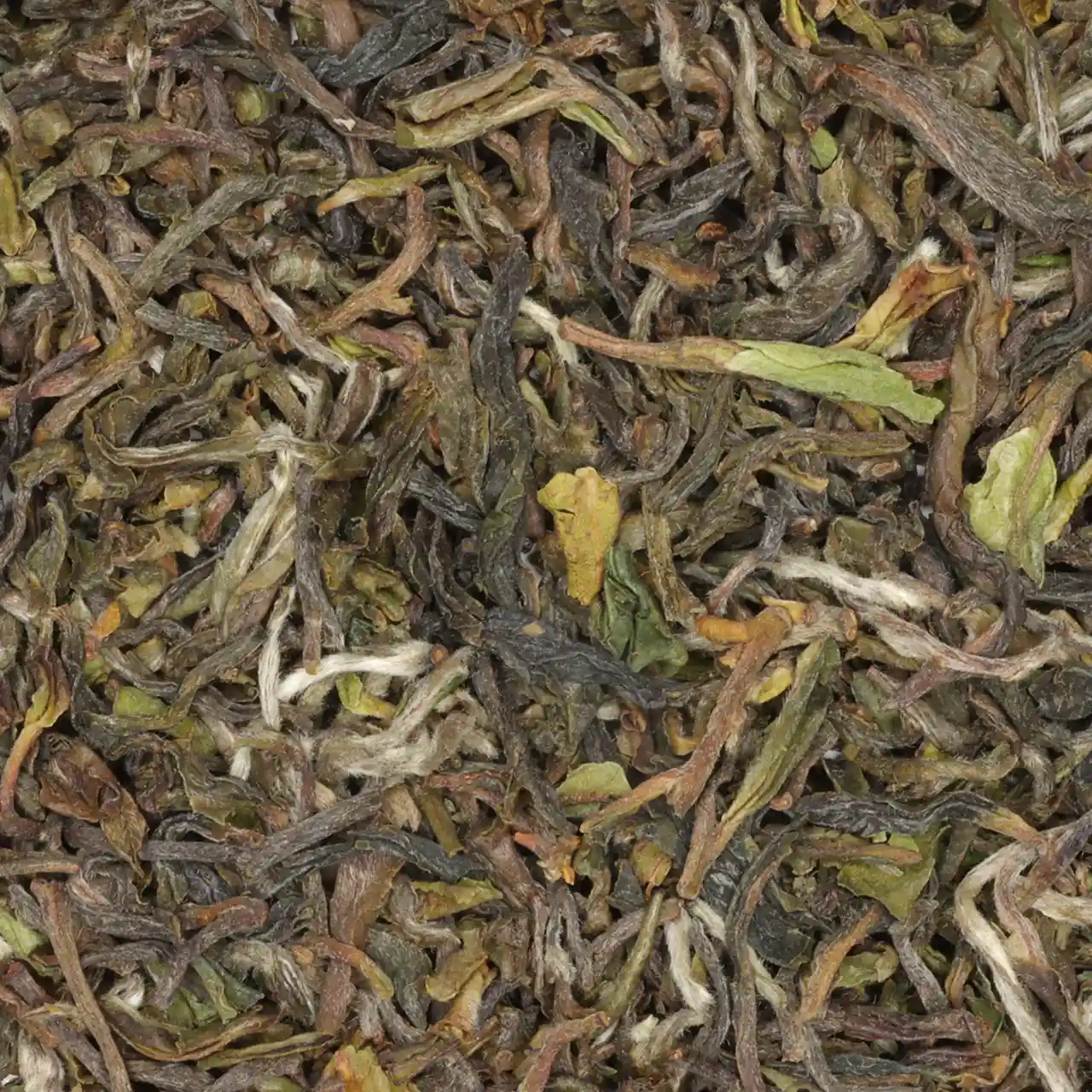 Darjeeling First Flush 2026 DJ1 'Lingia' - biologische zwarte thee
