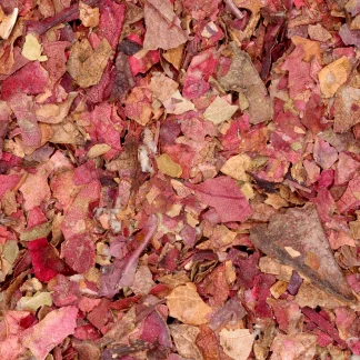 Druivenblad rood - biologische kruiden