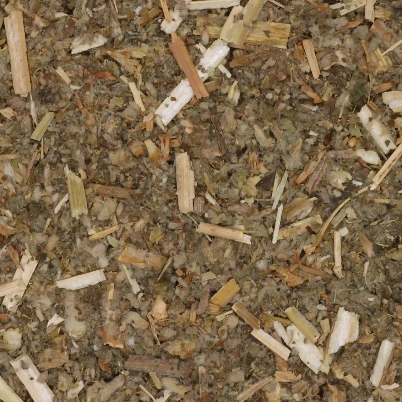 Malrove (Marrubium vulgare) - Biologische Kruiden | De Theefabriek - Theewinkel