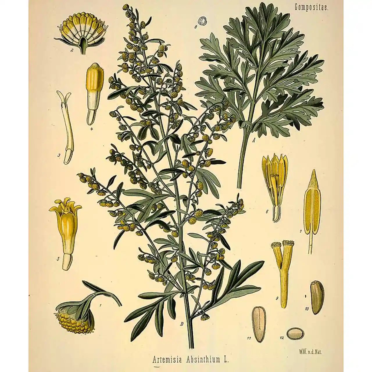 Absintalsem - Artemisia absinthium - botanische illustratie