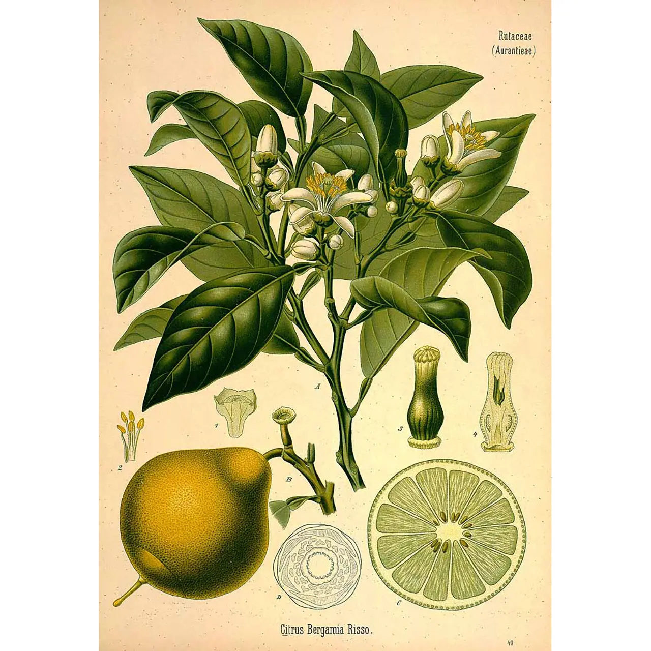Bergamot - Citrus bergamina - Botanische tekeningen