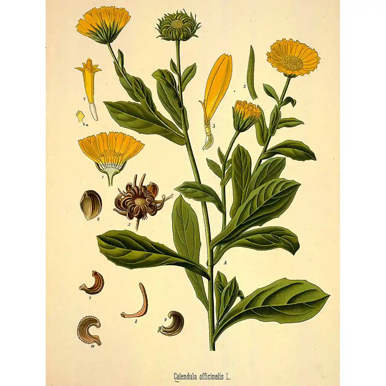 Goudsbloem - Calendula officinalis - Botanische tekening
