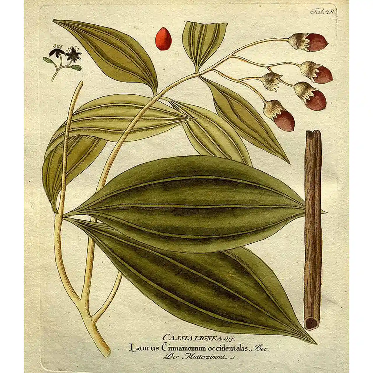 Caylon kaneel - Cinnamomum verum - Botanische tekeningen