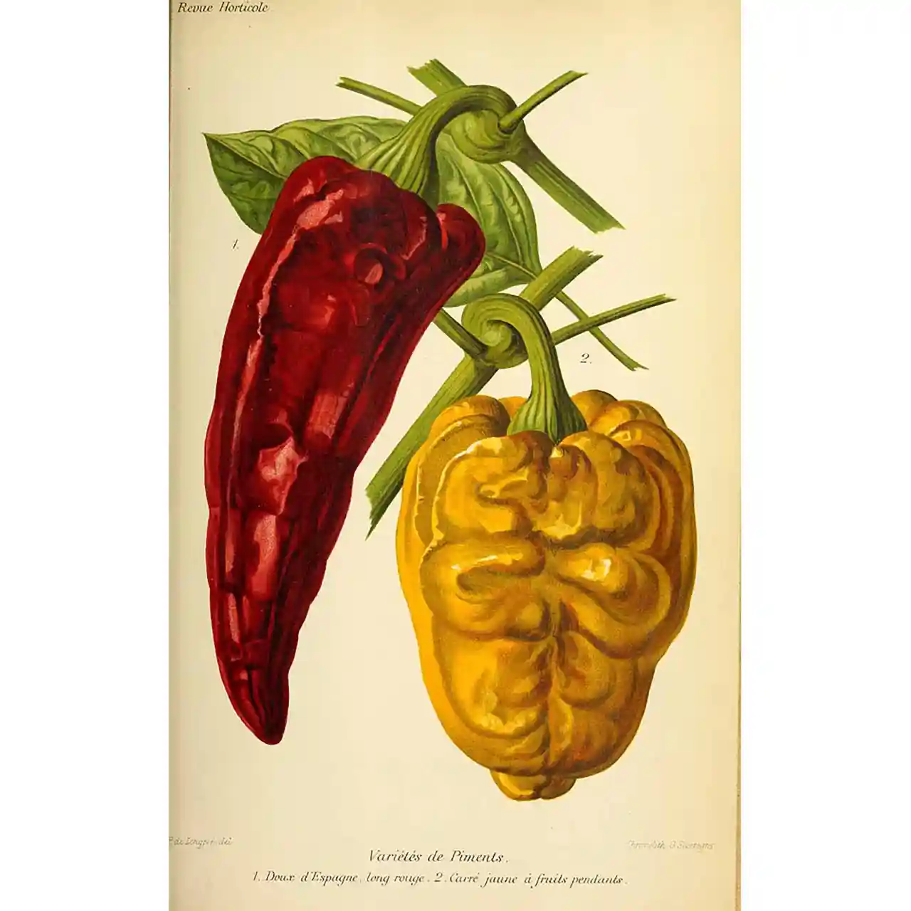 Chilipepers - Capsicum annum - Botanische tekeningen