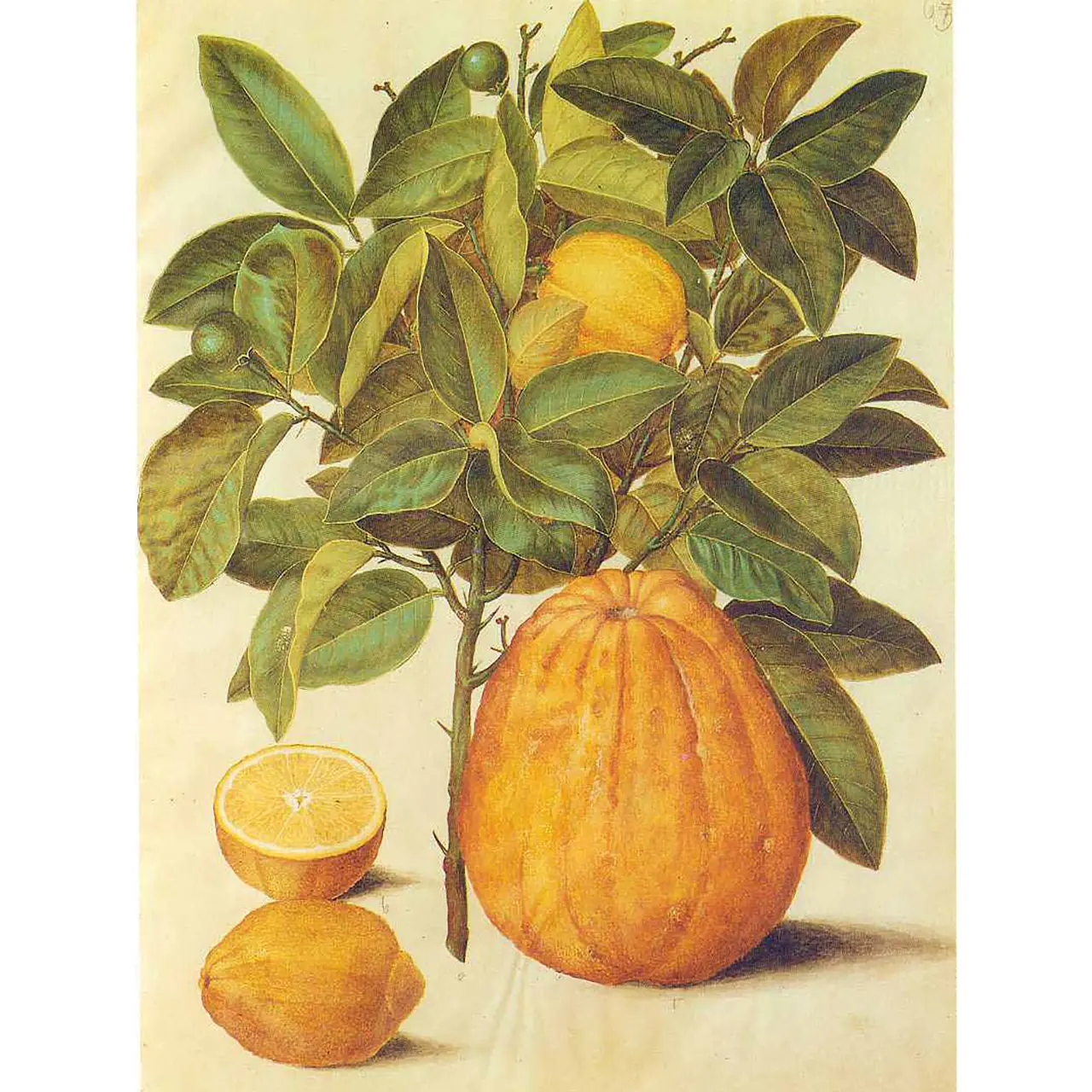 Citroen - Citrus limon - Botanische tekeningen