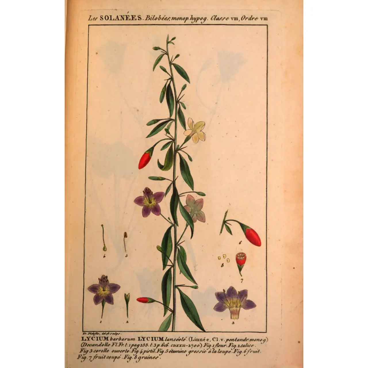 Goji - Lycium barbarum - Botanische tekeningen