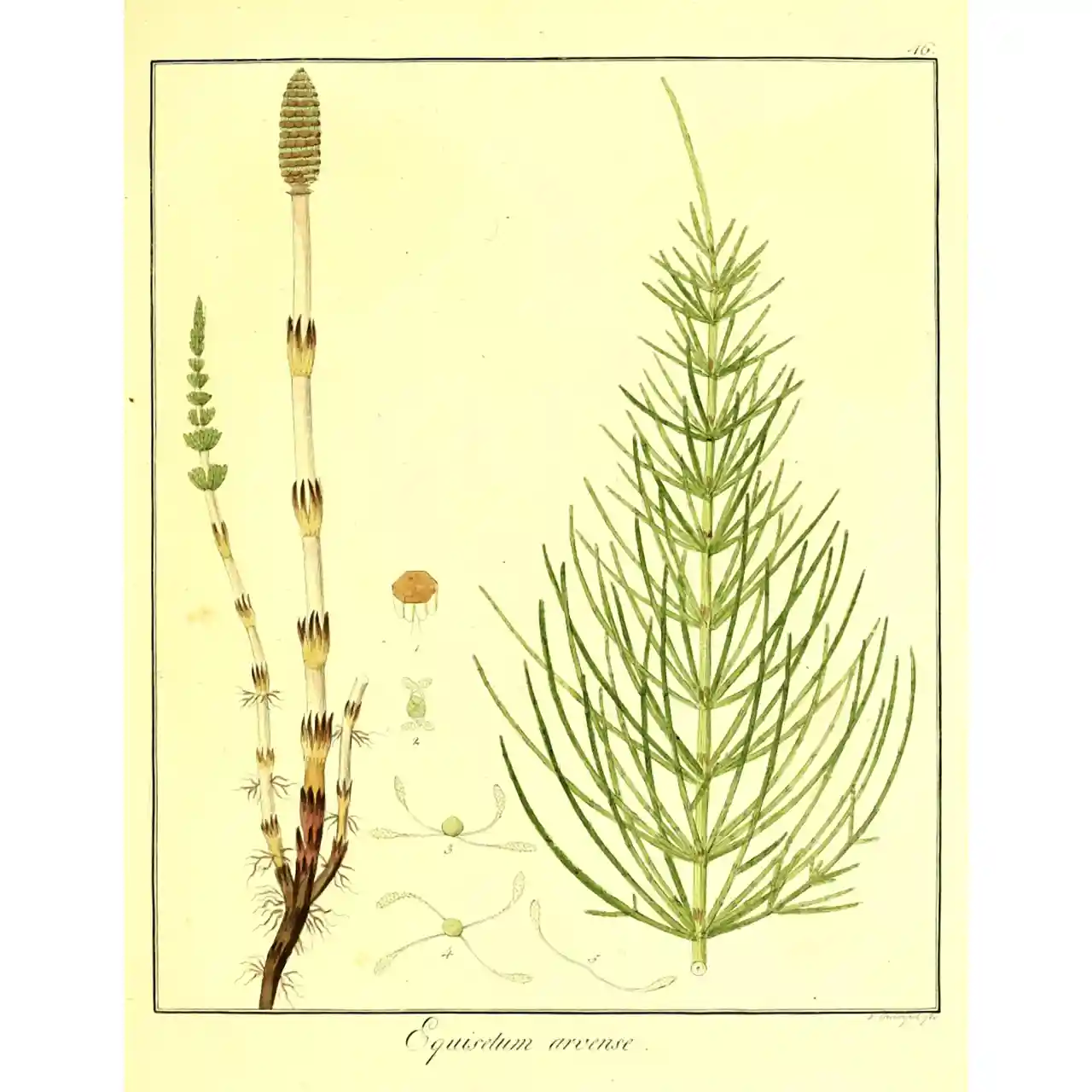 Heermoes - Equisetum arvense - Botanische tekeningen