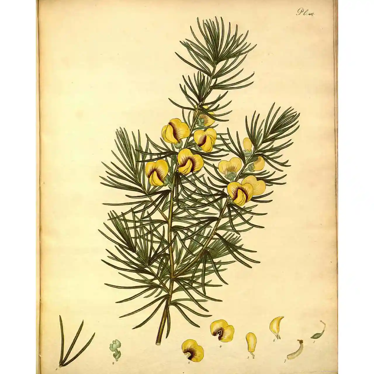 Honingbos - Cyclopia maculata - Botanische tekeningen