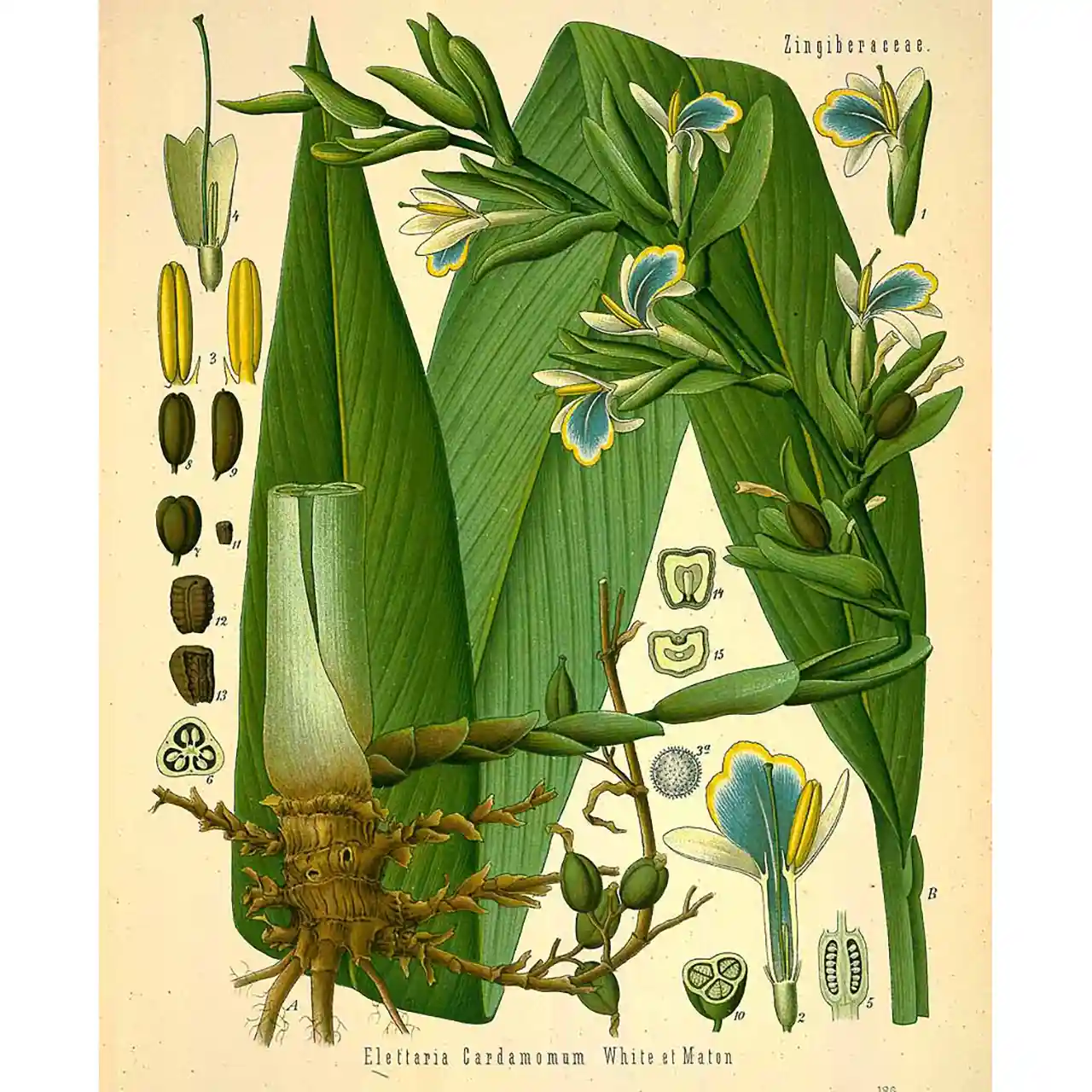 Kardemom - Elettaria cardamomum - botanische illustratie