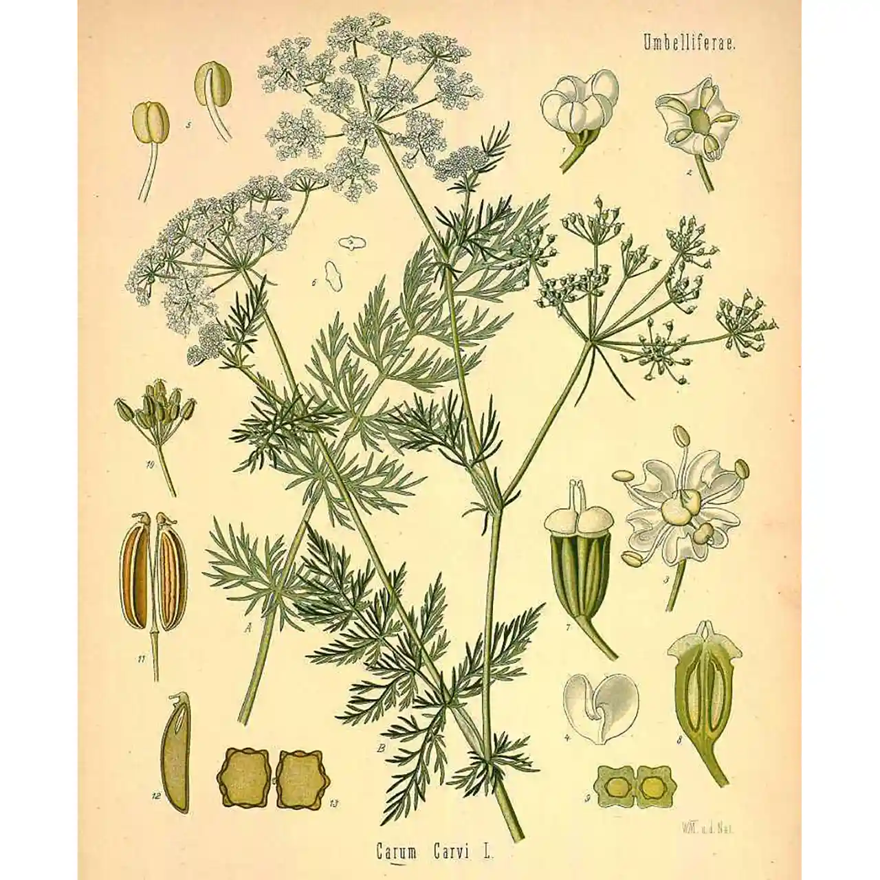 Karwij - Carum carvi - botanische illustratie
