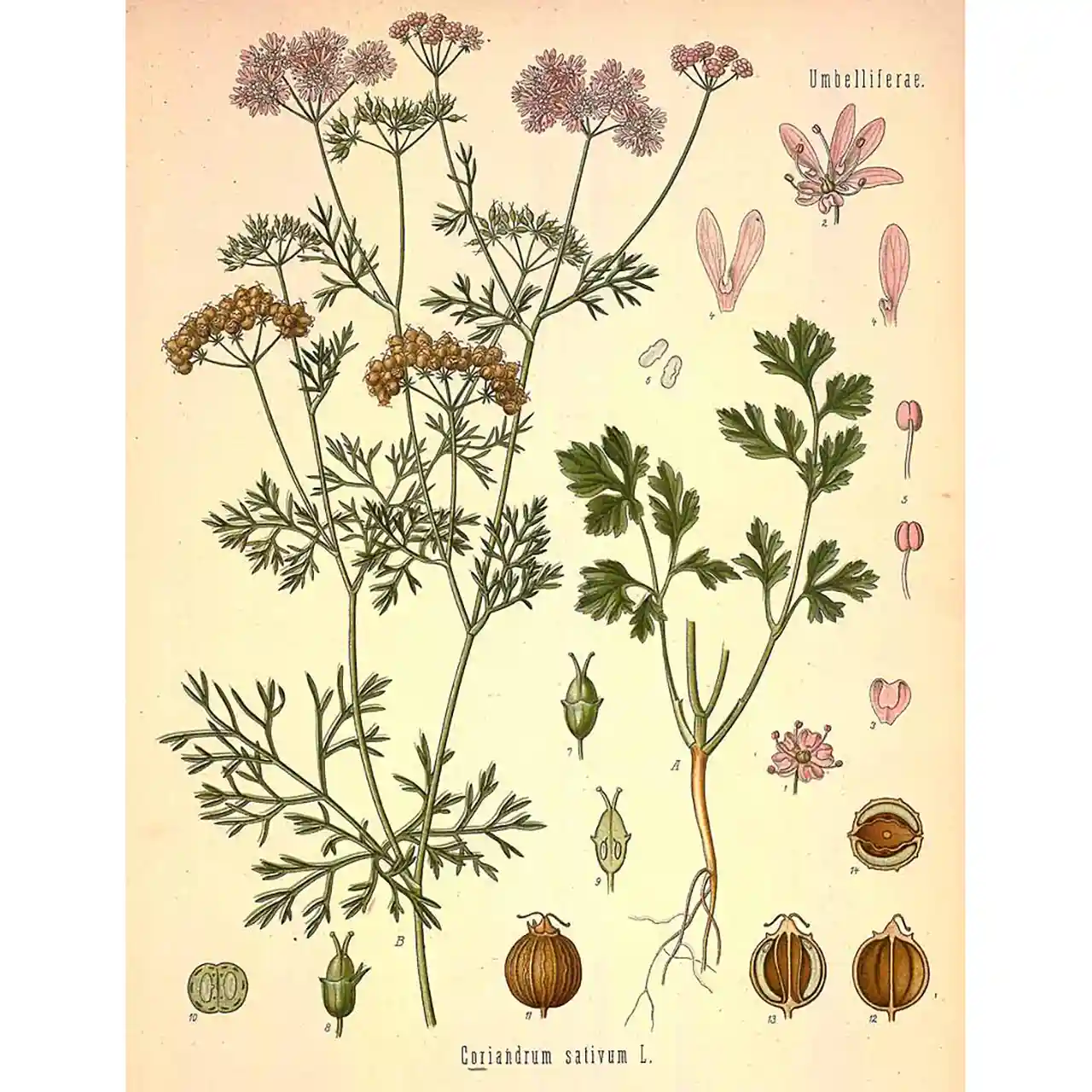 Koriander - Coriandrum sativum - botanische illustratie