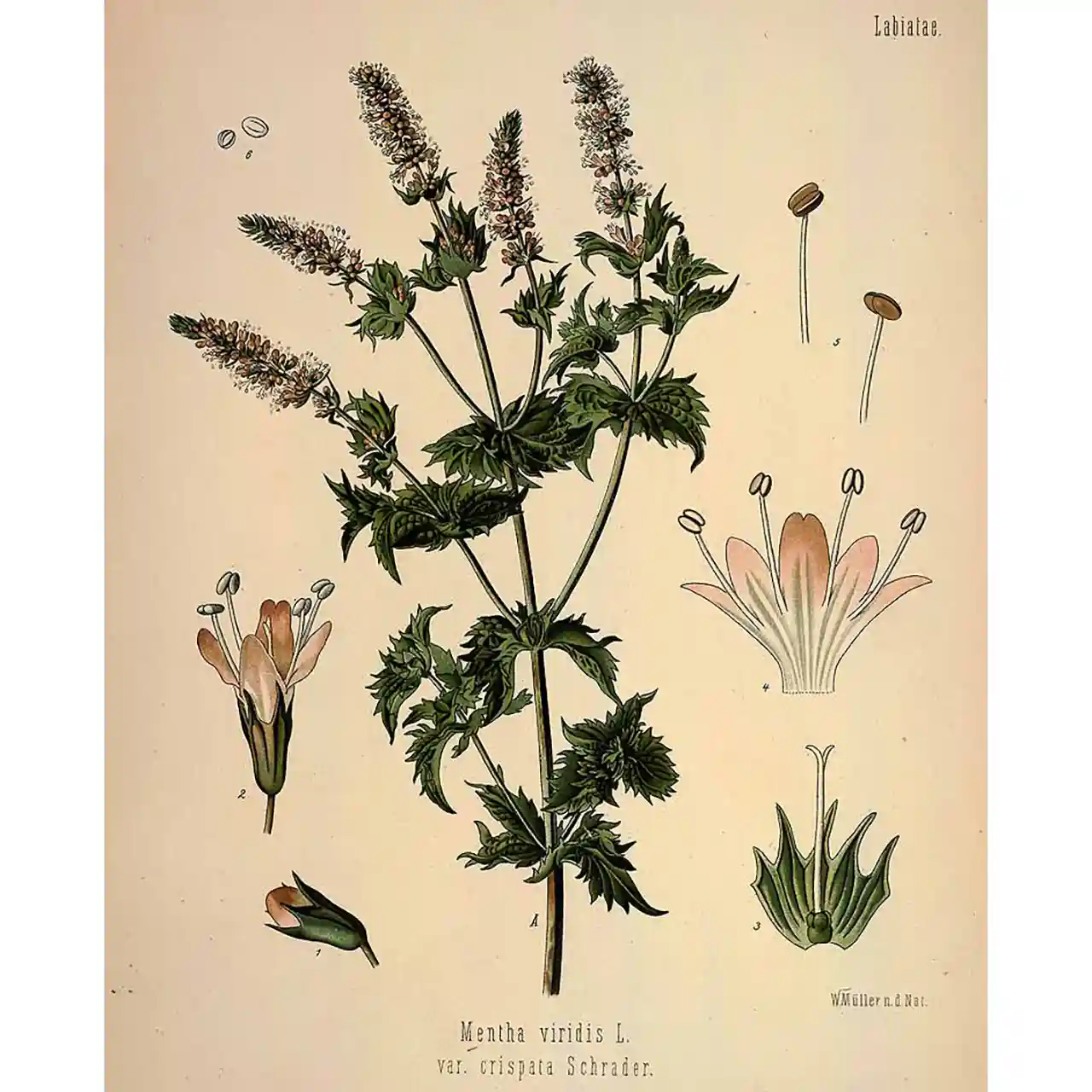 Kruizemunt -Mentha spicata - botanische illustratie