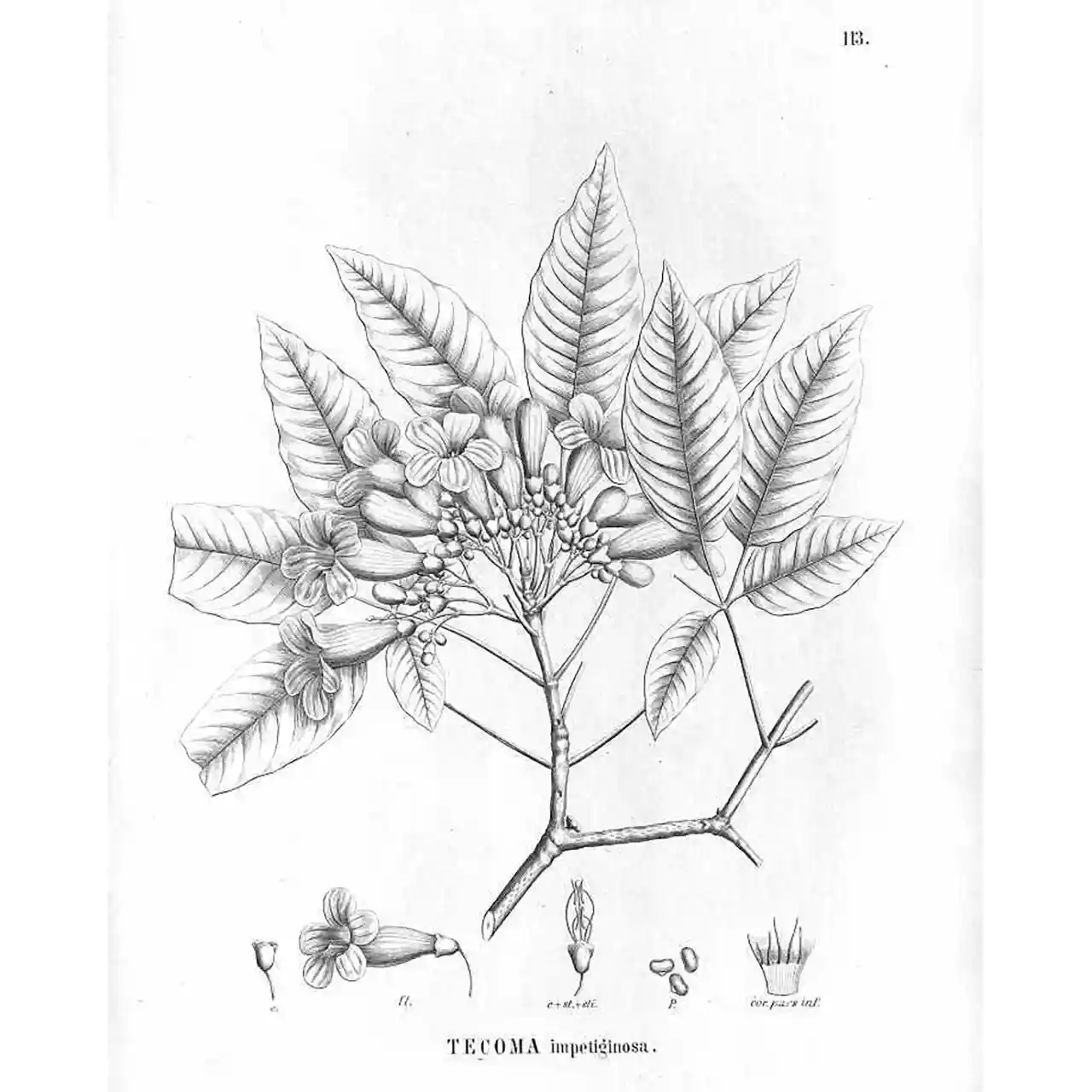 Lapacho - Handroanthus impetiginosus - Botanische tekeningen