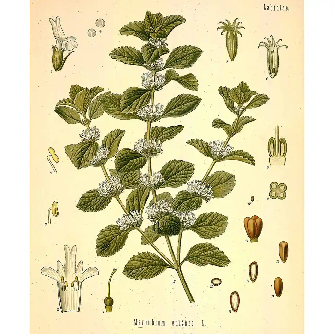 Malrove (Marrubium vulgare) - botanische illustratie | De Theefabriek - Theewinkel
