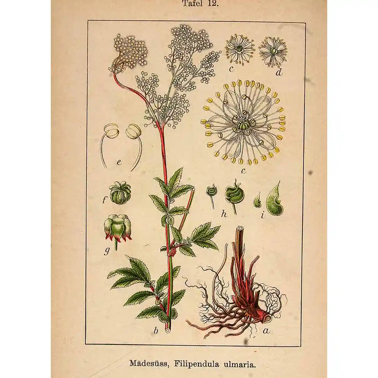 Moerasspirea - Filipendula ulmaria - Botanische tekeningen