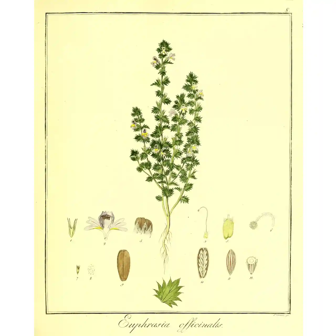 Ongentroost - Euphrasia officinalis - Botanische tekeningen