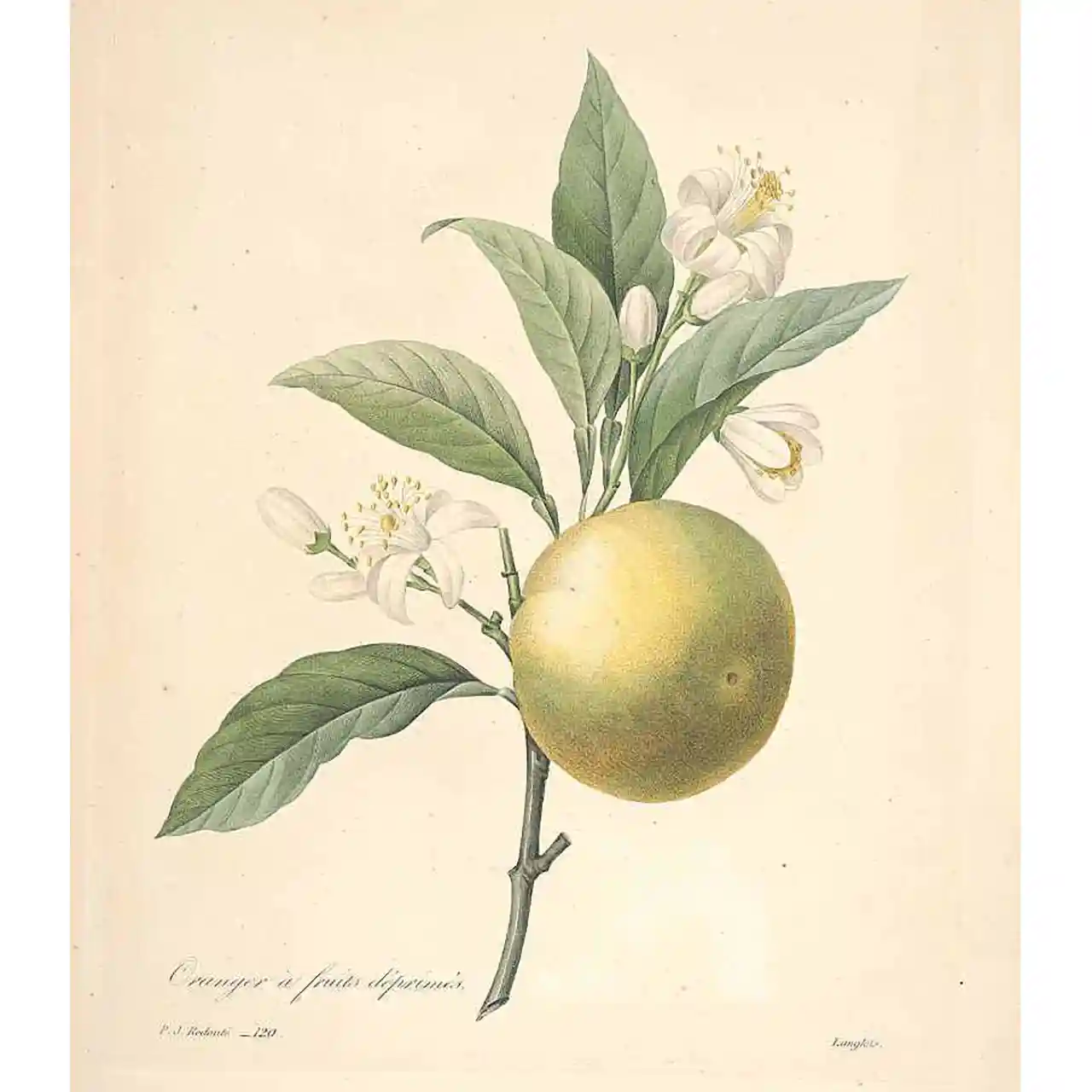 Sinaasappel - Citrus sinensis - Botanische tekeningen