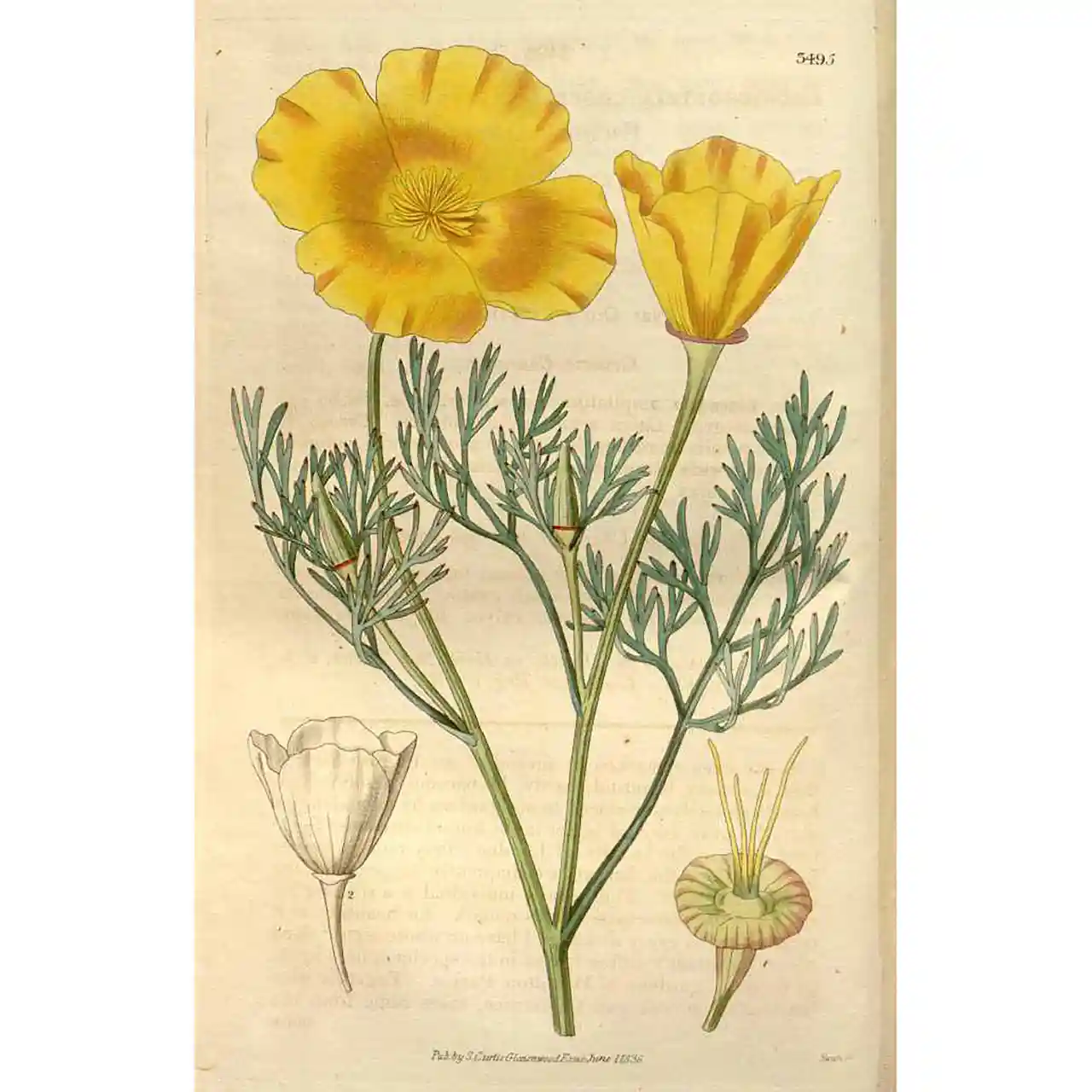 Slaapmutsje - Eschscholzia californica - Botanische tekeningen