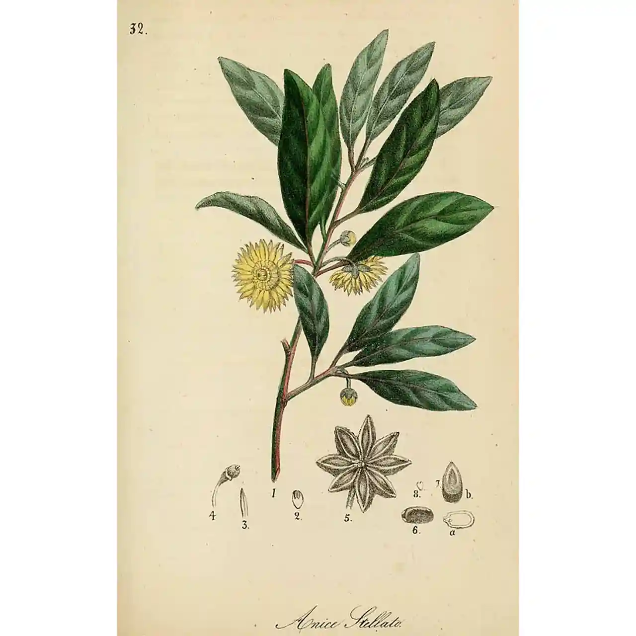 Steranijs - Illicum verum - Botanische tekeningen