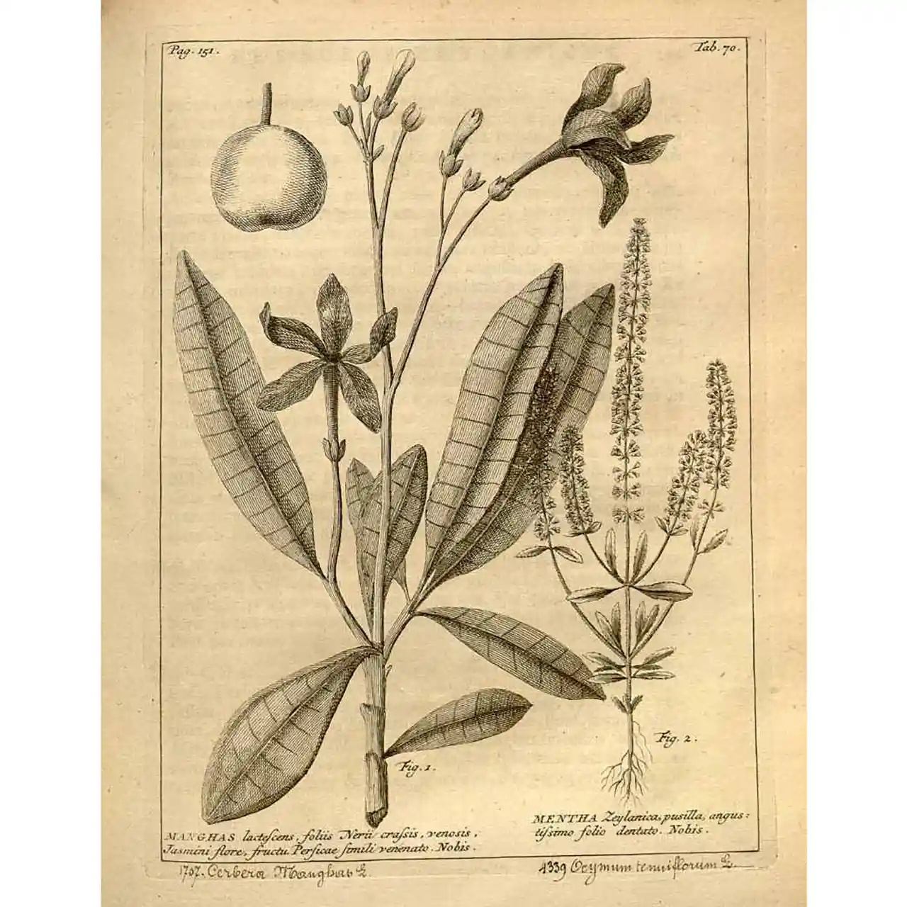Tulsi / Heilige basilicum - Ocimum tenuiflorum - Botanische tekeningen