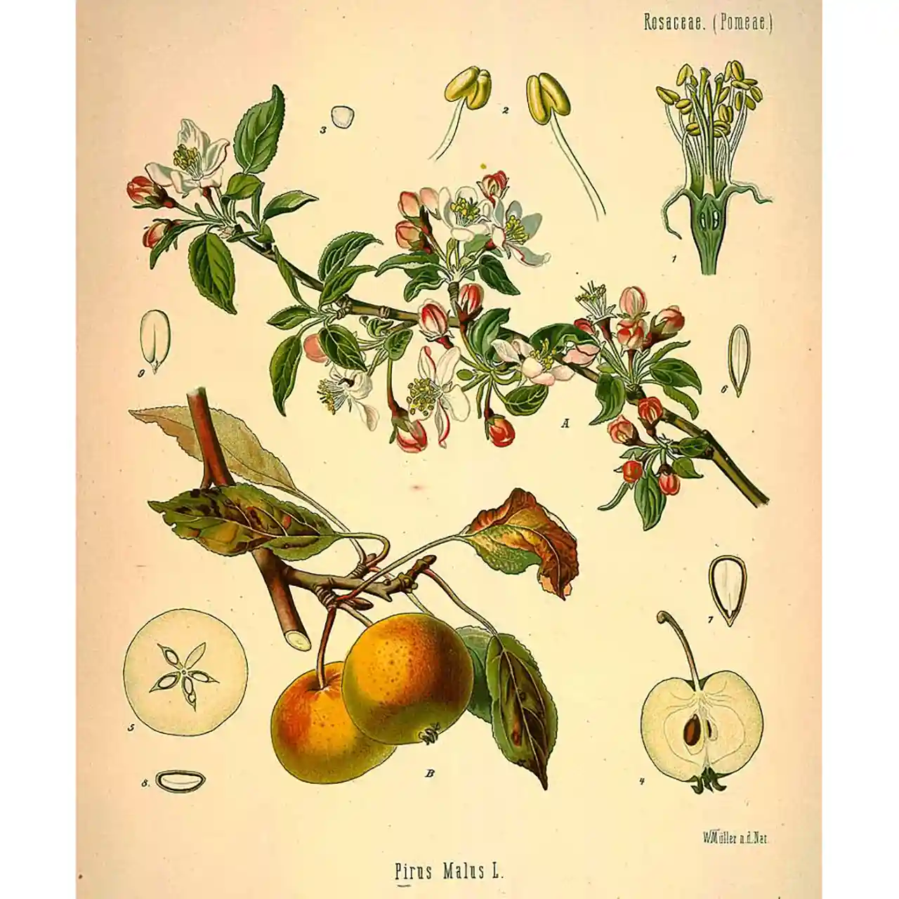Appel - Malus domestica Bork. - botanische illustratie
