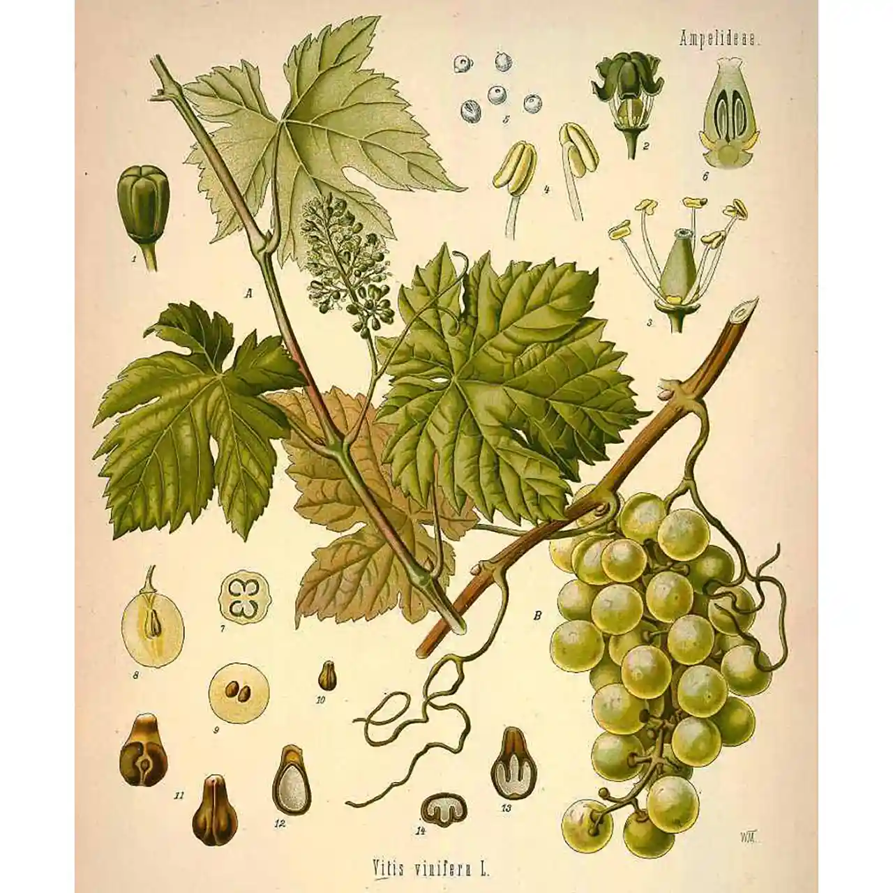 Druif - Vitis vinifera - botanische illustratie
