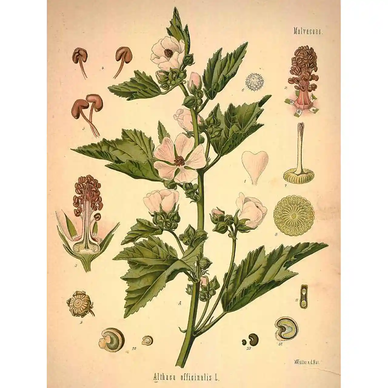 Heemst - Altheae officinalis - botanische illustratie