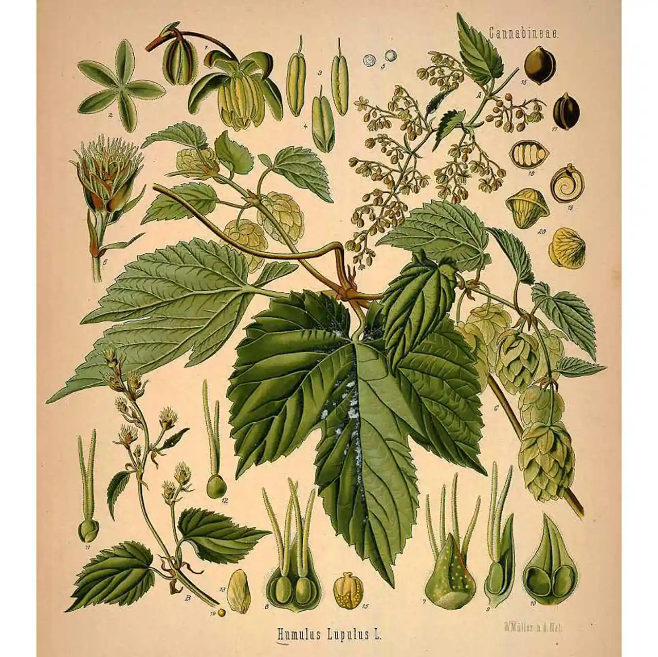 Hop - Humulus lupulus - botanische illustratie