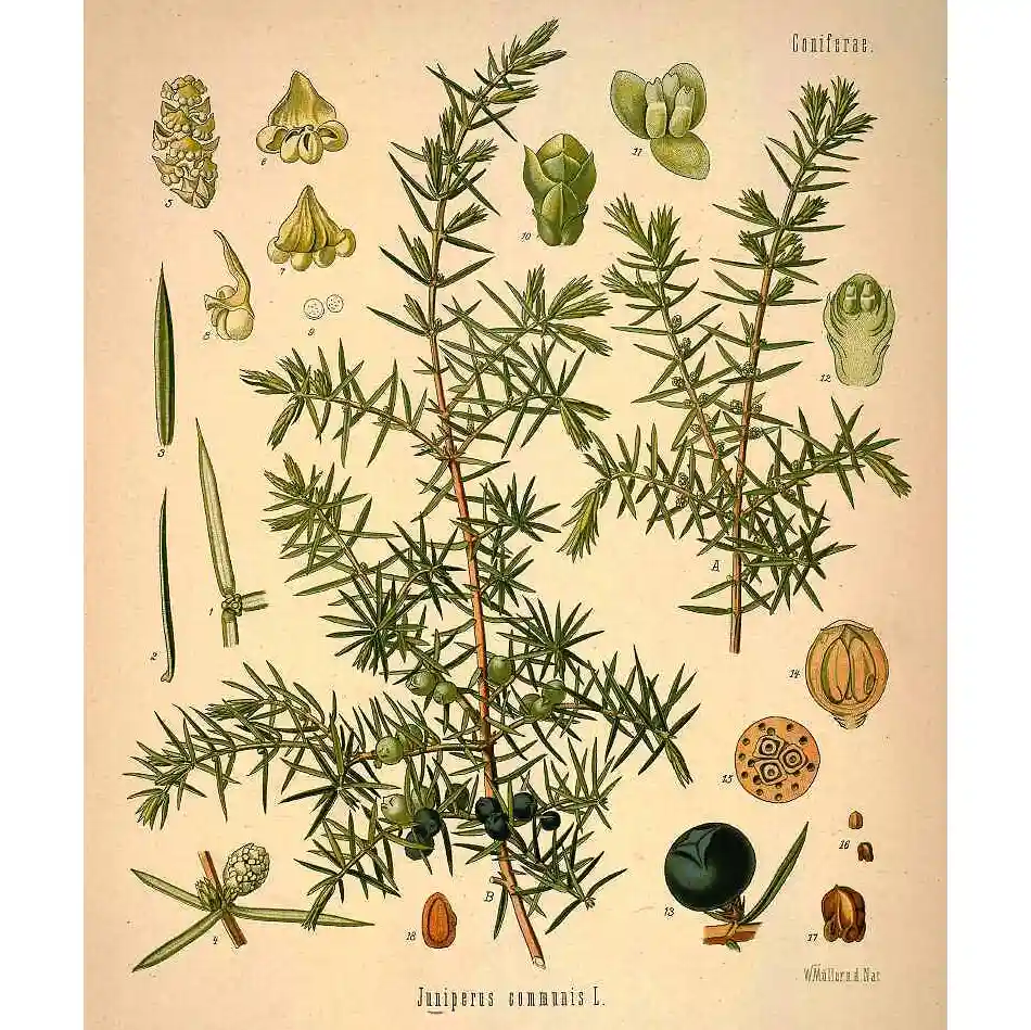 Jeneverbes - Juniperus communis - botanische illustratie