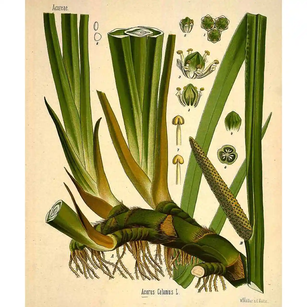 Kalmoes - Acorus calamus - botanische illustratie