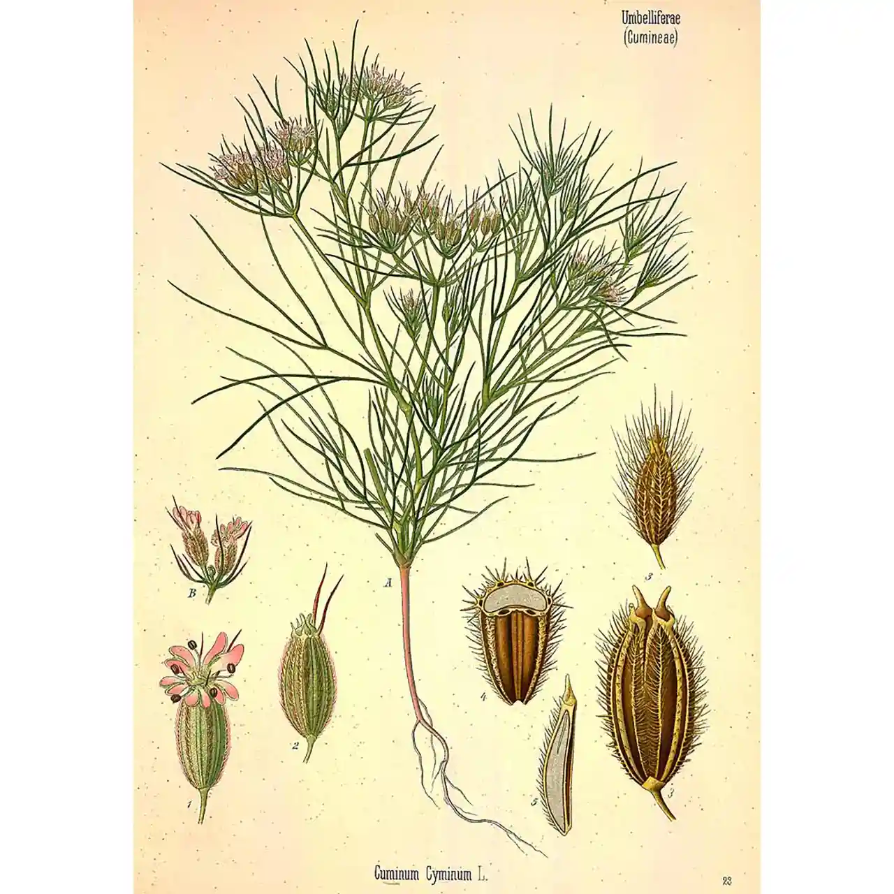 Komijn - Cuminum cyminum - botanische illustratie